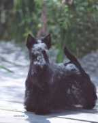 charthillscotties.com Maccartney