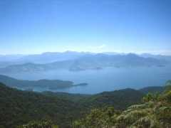 Macela