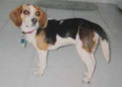 Macey