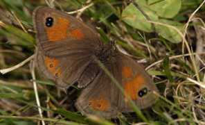 biodiversityexplorer.org Machacha