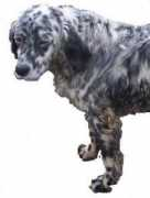 gundogbreeders.com Machad
