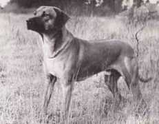 southernridgebacks.co.uk Machemba