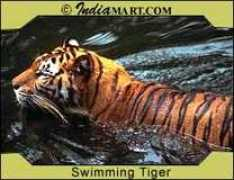 indiantravelportal.com Macherla