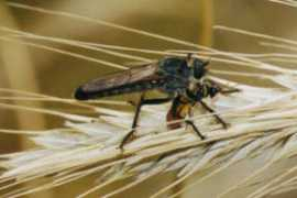 insektenbox.de Machimu