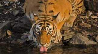 indianexpress.com Machli