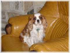 cavalierkingcharles.ch Machoud