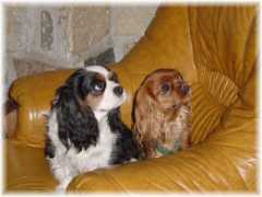 cavalierkingcharles.ch Machoud
