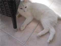 Macic