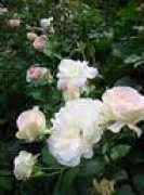 blanc225.fc2web.com Macilda