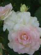 blanc225.fc2web.com Macilda