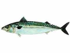 Mackerel