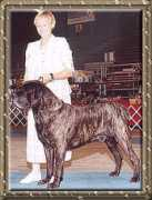 workingmastiffs.com Mackeson