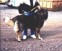 Macko