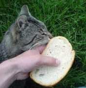 Macko