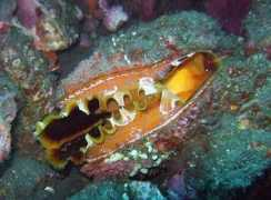 divecenter.hu Macok
