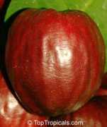toptropicals.com Macopa