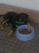 Macore
