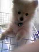 Macoro