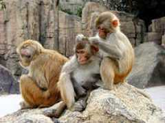 Macques