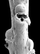 bryozoa.net Macrina