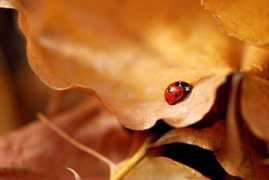 Macro