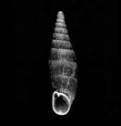 mollusken-nrw.de Macven