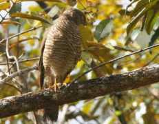 worldbirds.eu Madaga
