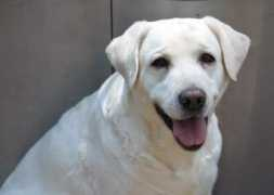 caninecountryclubny.com Madagh