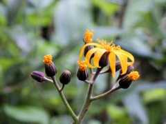 botanic.jp Madake