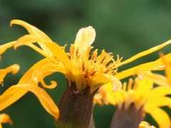botanic.jp Madake