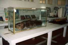 dinofish.com Madc