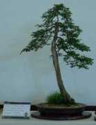 rednaturaleza.com.ar Maderable