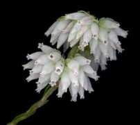 plantweb.co.za Maderi