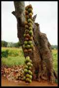 Madhuvan