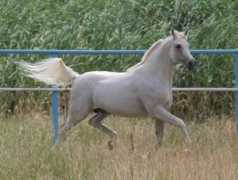 limelightarabians.se Madiar