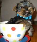 yorkietalk.com Madmartigan