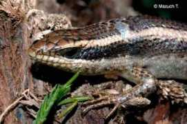 megasphera.cz Madogo