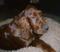 irish-setter.net Madoxx