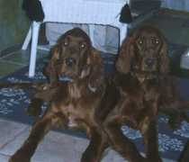 irish-setter.net Madoxx