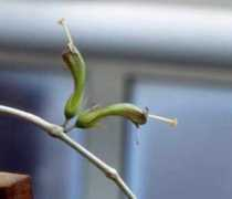 asianflora.com Madulid