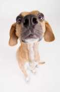 ourmutts.com Maebe