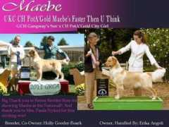 potagolddogs.com Maebe