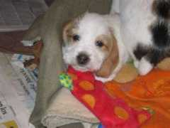 Maedi