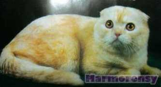 marmorensy.lv Mafik