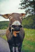 Magare