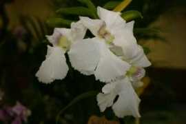 Magei