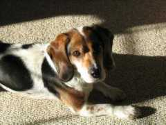 saveadog.org Maggiemae