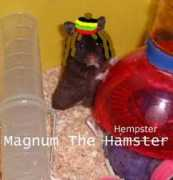 Maghe