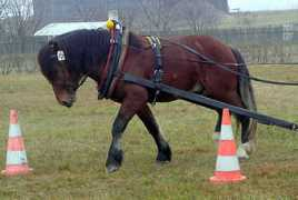 equichannel.cz Magistr