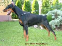 dobermann-review.com Magita